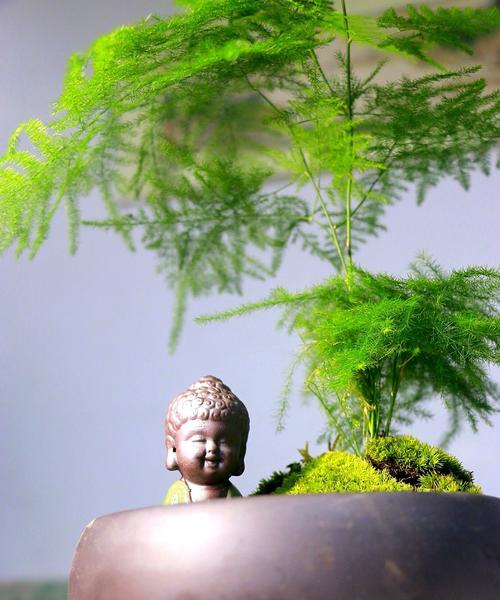 文竹的花盆选择（打造美观又健康的文竹家居）