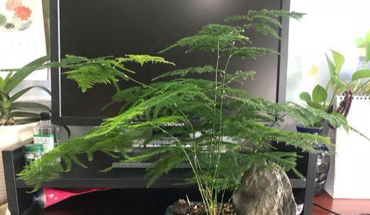 文竹的土壤和养护（如何选用土壤及正确养护方法）