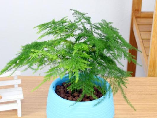 文竹的土壤和养护（如何选用土壤及正确养护方法）