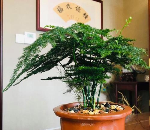 文竹换盆技巧（如何正确更换文竹的土和盆）