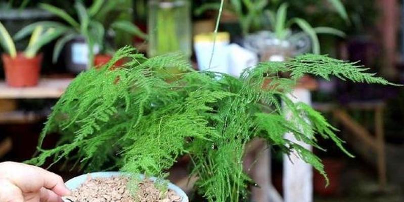 文竹换土换盆的时间与方法（养护文竹）