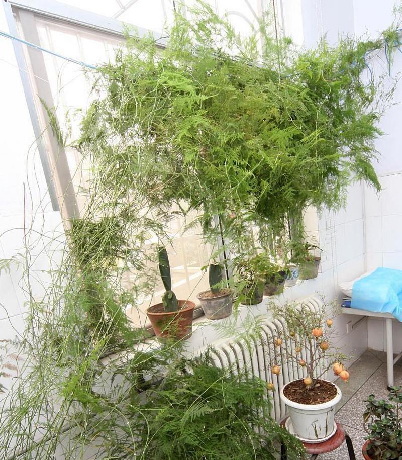 文竹怎么剪枝造型修剪（掌握技巧）
