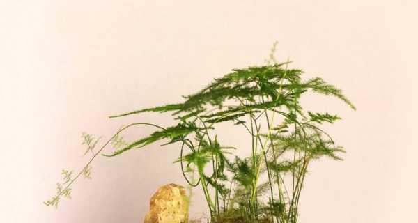 文竹怎么养更旺盛（从土壤到浇水）