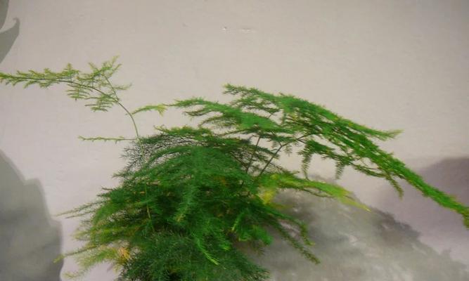 文竹如何养护才能开花多（掌握这些技巧）