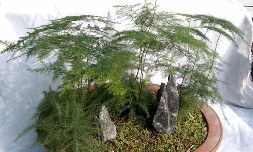 文竹如何养护才能开花多（掌握这些技巧）