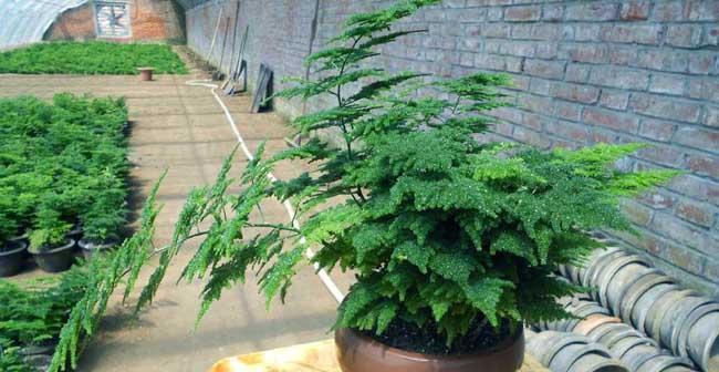 文竹的养殖方法及注意事项（如何打理文竹让其健康成长）