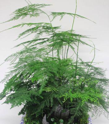 文竹的养殖方法及注意事项（让你的文竹常青常美）