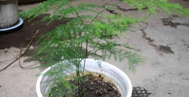 文竹种子发芽时间及注意事项（揭开文竹种子发芽的神秘面纱）