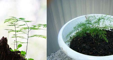 文竹种子发芽时间及注意事项（揭开文竹种子发芽的神秘面纱）