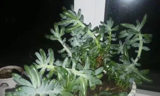 蜗牛粪便是有机肥料的好选择（蜗牛粪便的营养价值及使用方法）