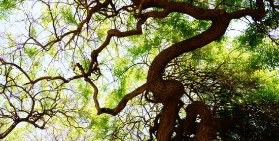 卧龙槐是双子叶植物吗（卧龙槐的叶片）