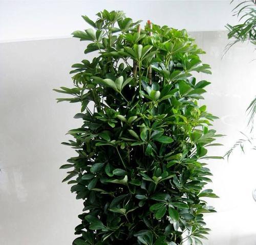 卧室放什么植物招财（卧室植物种类推荐）