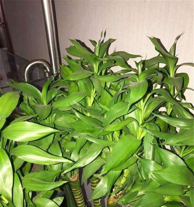 卧室放什么植物招财（卧室植物种类推荐）