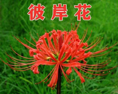 百合根烂了怎么办（教你解决百合根烂的方法）