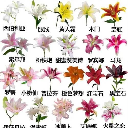 百合的花期管理方法与要点（打造美丽花园的秘诀）
