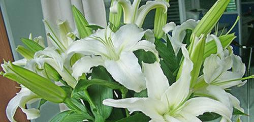 探究百合花的花语与送花对象（百合花的寓意和意义及适宜的送花对象）