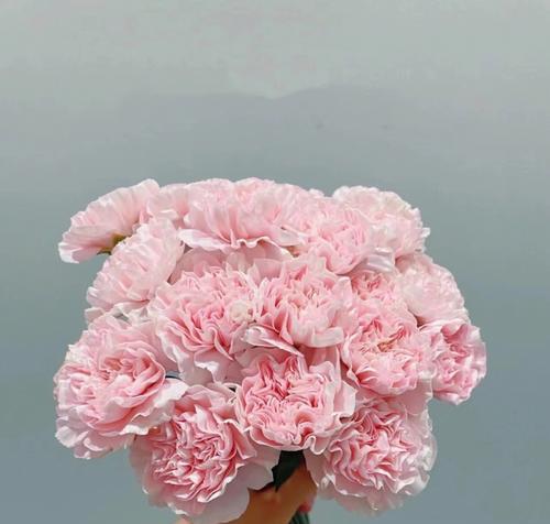 康乃馨花的含义与象征（探寻康乃馨花的浪漫情感世界）