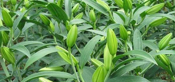 百合的种植方法与最佳时间(享受百合花的美丽) 百合的种植方法与最佳时间(享受百合花的美丽)