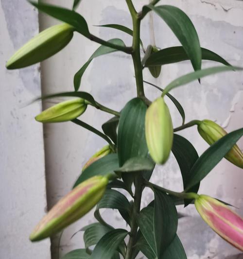 百合的种植方法与最佳时间(享受百合花的美丽) 百合的种植方法与最佳时间(享受百合花的美丽)