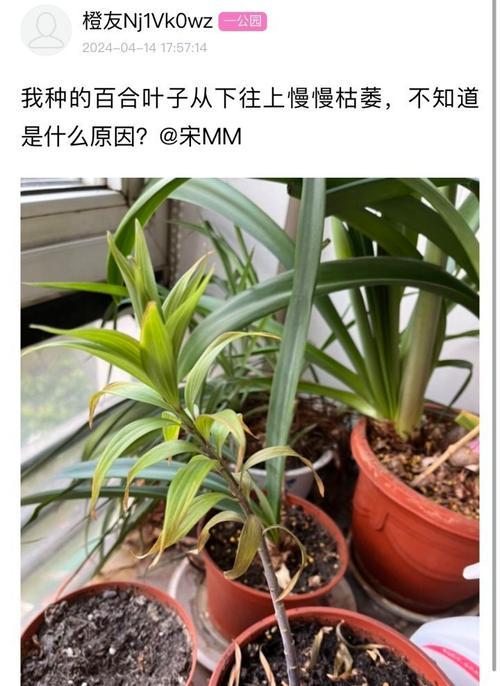 百合是否能在冬天存活（探究百合适应寒冷环境的能力和保护措施）