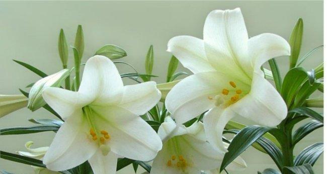 百合开花期时间详解（探究百合开花期及影响因素）