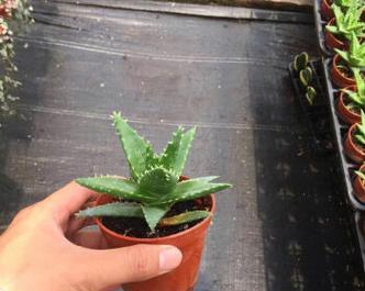 孔雀芦荟（探寻孔雀芦荟的花语意义与医疗价值）
