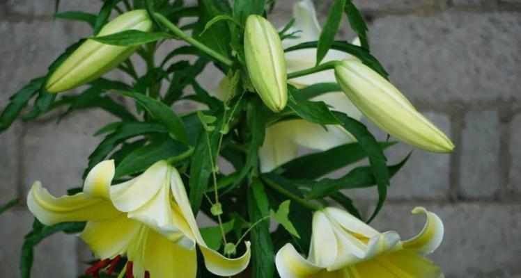 百合开花期时间详解（探究百合开花期及影响因素）