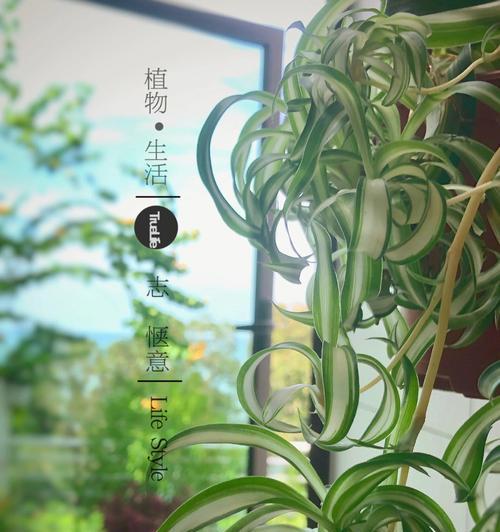 宽叶吊兰的花语与寓意（揭示宽叶吊兰的神秘之美）