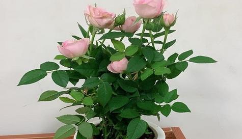 百合与玫瑰——哪个更适合养（比较两种花卉的优缺点）