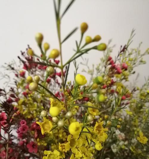 腊梅花的花语——寒冬中的希望与坚韧（腊梅花的花语）
