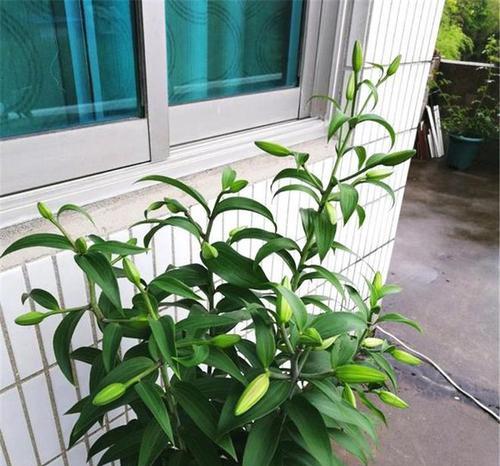 百合花不开的原因（探究百合花开不开的原因及对策）