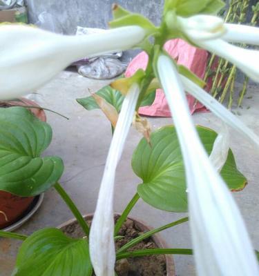 百合花不开的原因（探究百合花开不开的原因及对策）