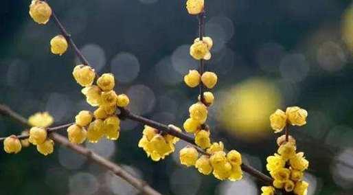 腊梅花的花语——寒冬中的希望与坚韧（腊梅花的花语）