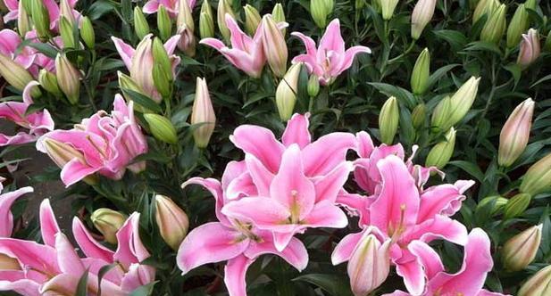 揭秘白百合花的花语及象征意义（探究白百合的文化内涵）