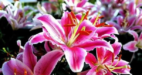 解读百合花的花语（探秘百合花的内涵与象征）