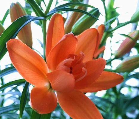 百合花的生长环境与生长地方条件（探秘百合花生长的奥秘）