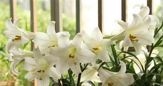 百合花的生长习性特点和生长环境条件（解析百合花的需求）