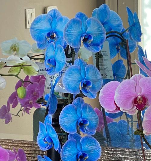 蓝色兰花的花语与意义（探秘蓝色兰花的传达与象征）