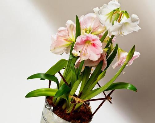 百合花的生长周期是多长时间（百合花的生命周期）