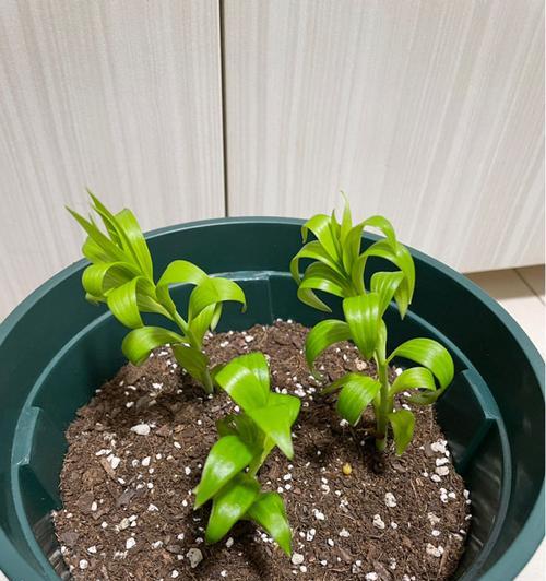 百合花的生长周期是多长时间（百合花的生命周期）