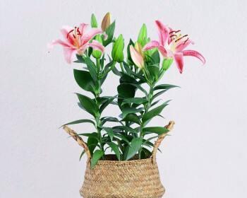 如何成功养殖百合花（掌握百合花的养殖技巧）