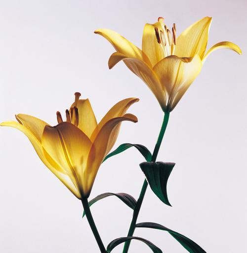 探秘百合花的花型、颜色和芳香，让你爱上它的美丽（探秘百合花的花型、颜色和芳香）