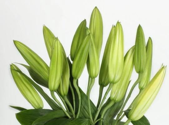 探秘百合花的花型、颜色和芳香，让你爱上它的美丽（探秘百合花的花型、颜色和芳香）