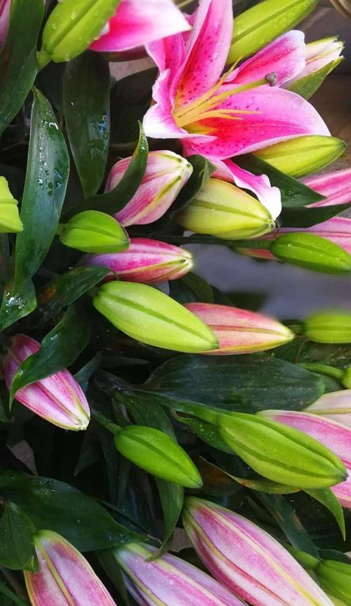 探秘百合花的花型、颜色和芳香，让你爱上它的美丽（探秘百合花的花型、颜色和芳香）