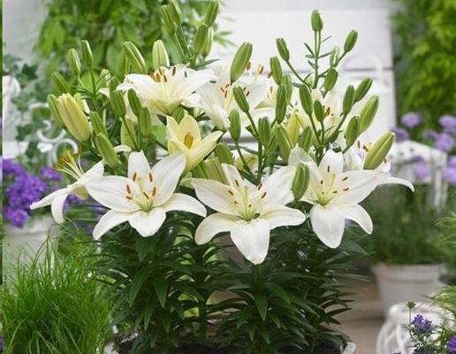 百合花种植方法及时间详解（春季如何栽种百合花）