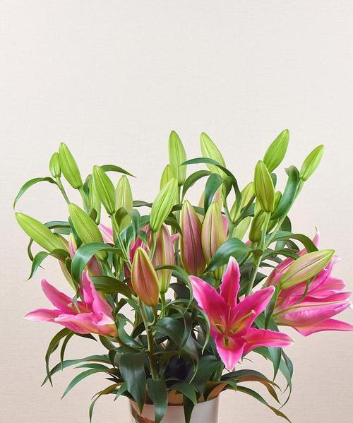百合花种植方法及时间详解（春季如何栽种百合花）