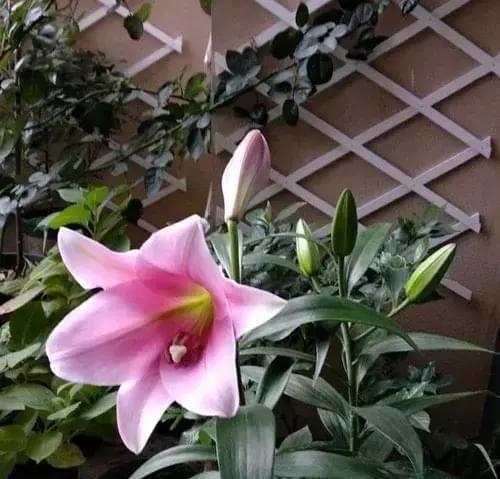 百合花冬天会冻死吗（探究百合花的耐寒能力）