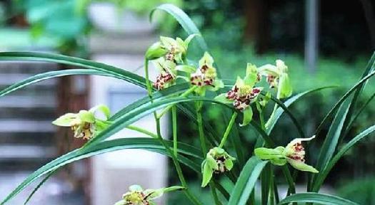 兰花开花的象征意义与寓意（美丽与高尚的兰花）