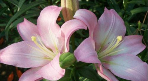 百合花开花时间及注意事项（了解百合花的开花习惯及如何照顾）