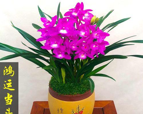 兰花送人，寓意深远（中国传统文化中的花卉礼仪之一）